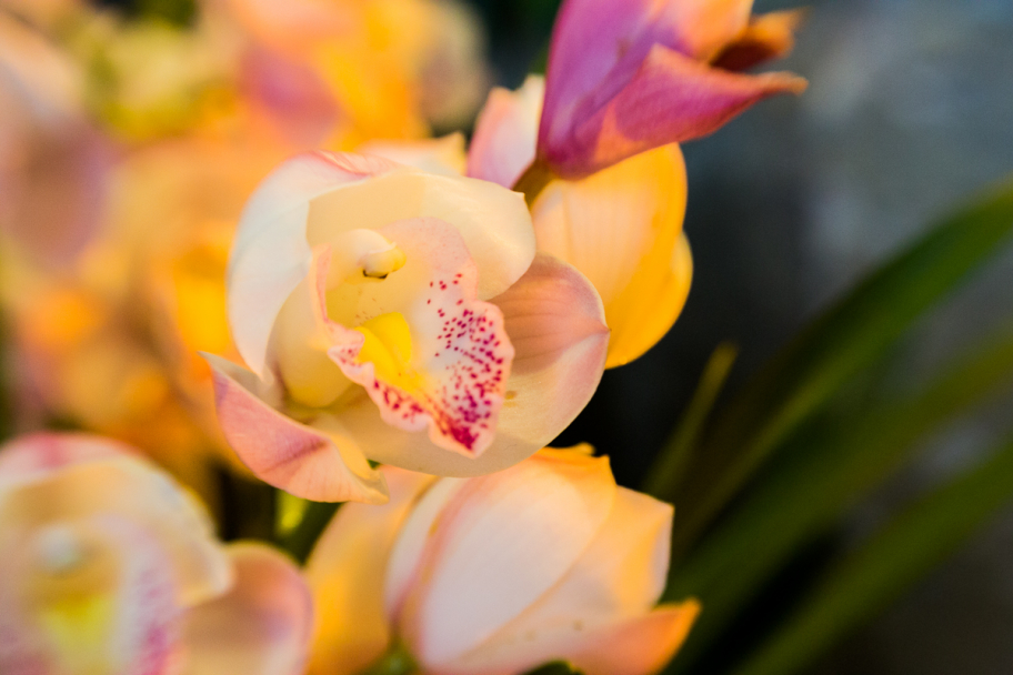 жёлтая орхидея: Какая-то диковинная орхидея из Аптекарского огорода