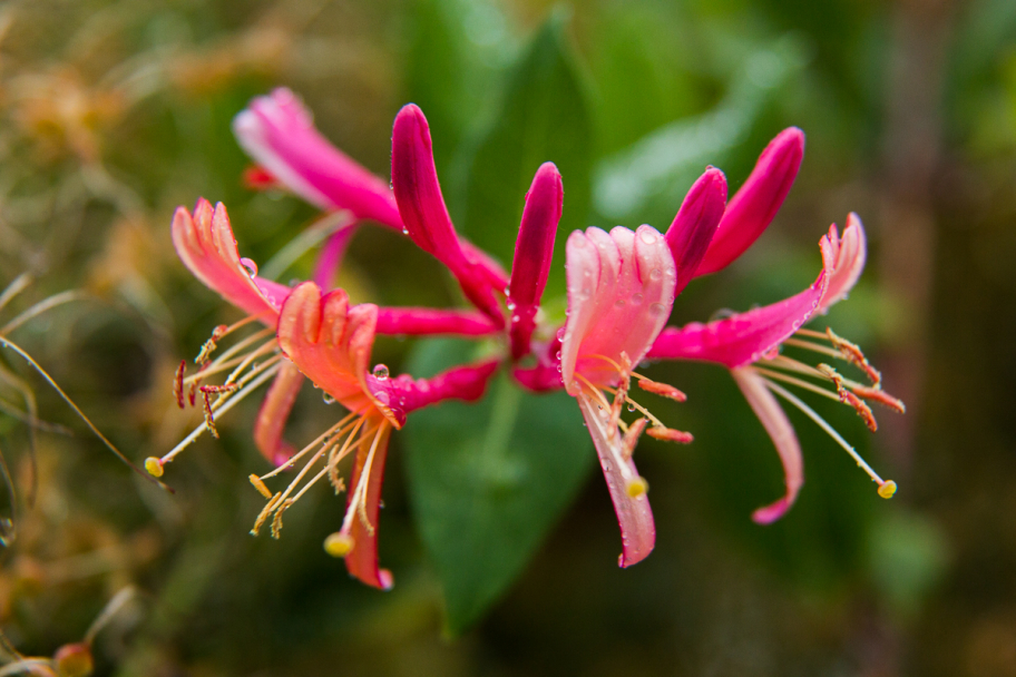 цветок каприфоли: Цветок розовой каприфоли крупным планом.