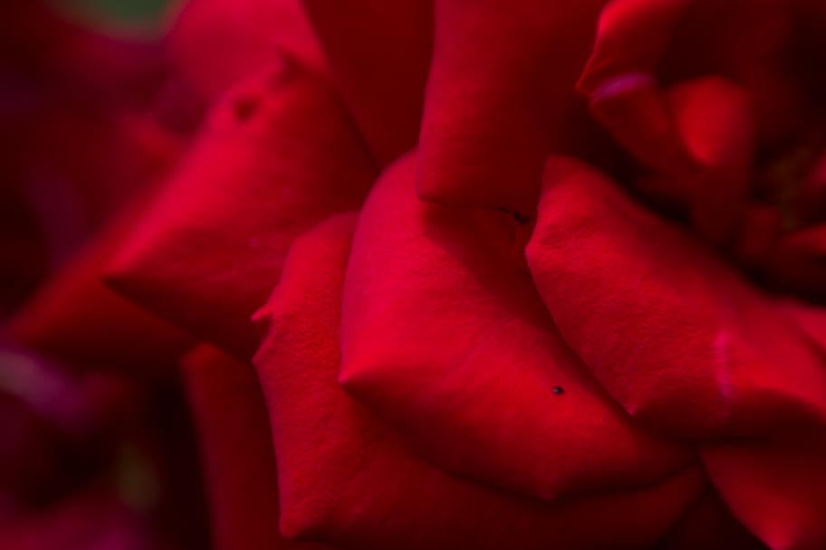 кусочек красной розы: 