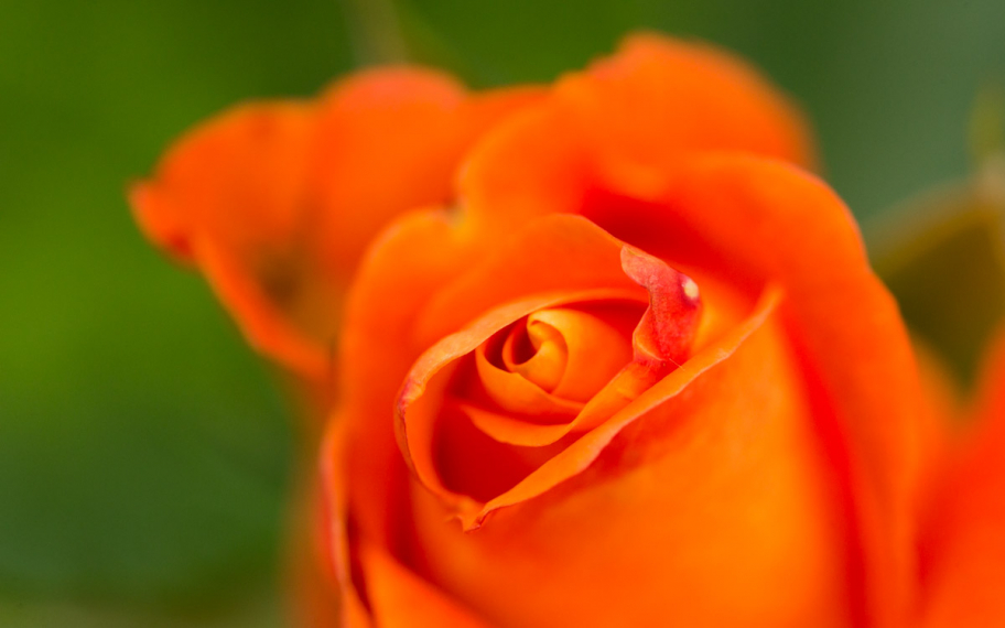 апельсиновая роза: 