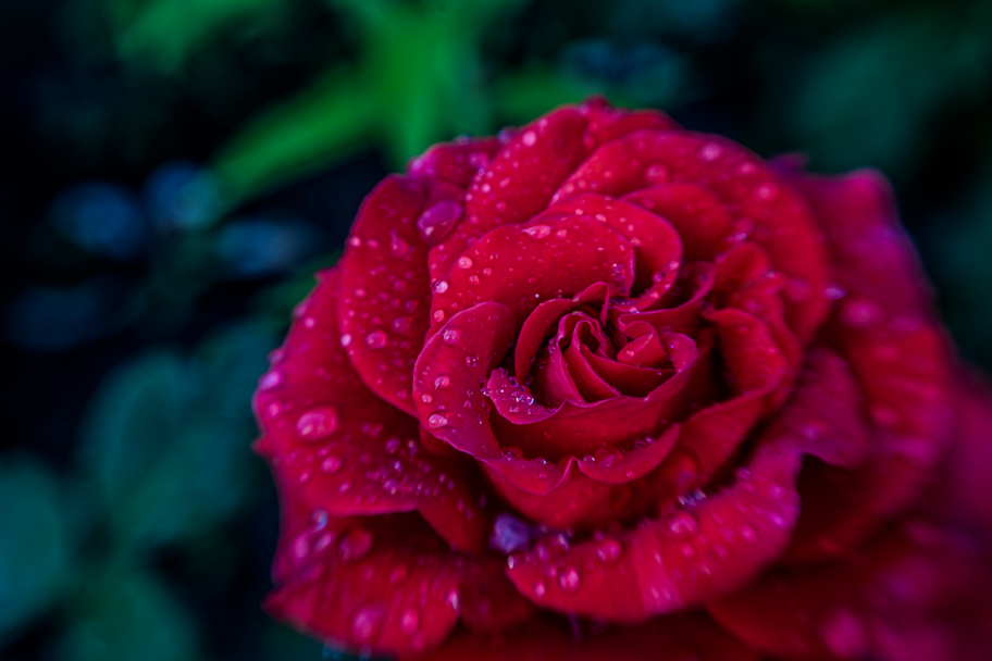 красная роза с каплями росы: 