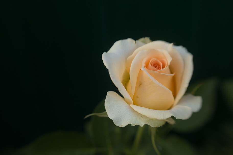 белая роза: 