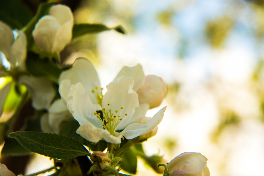 яблоня цветёт: Каждый четный год в нашей местности яблочный. Яблоня зацвела.