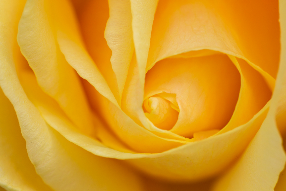 жёлтая роза: 