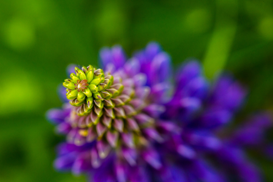 синий люпин: Люпин необычайно красивый цветок