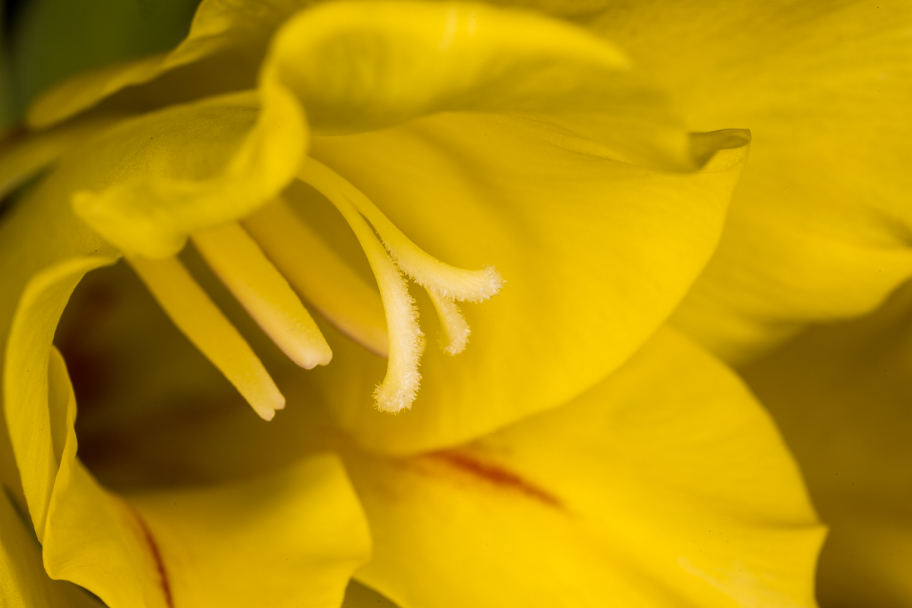 гладиолус: Макросъемка цветка жёлтого гладиолуса. 