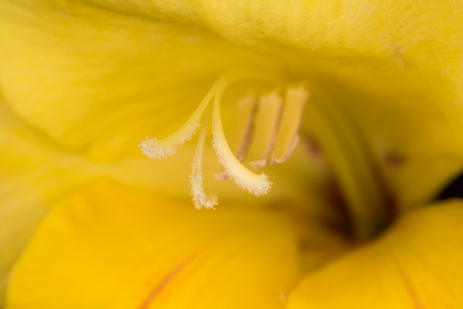пестик гладиолуса: Макросъемка цветка жёлтого гладиолуса.