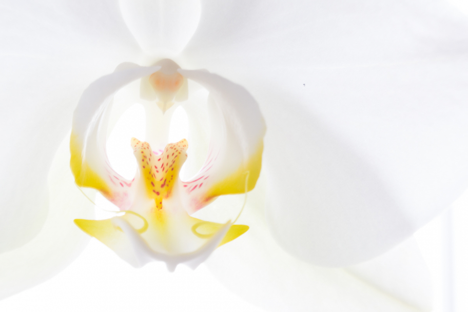 сердце орхидеи: Макрофото белого цветка орхидеи Фаленопсис