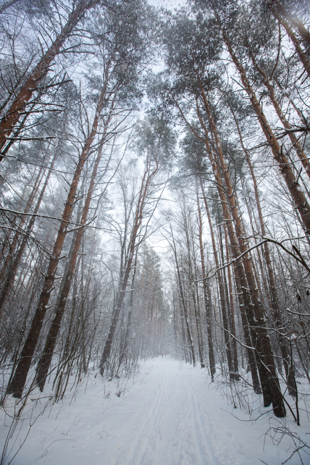 сделалась метель: Снежная метель в лесу, Россия.