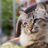 котики
