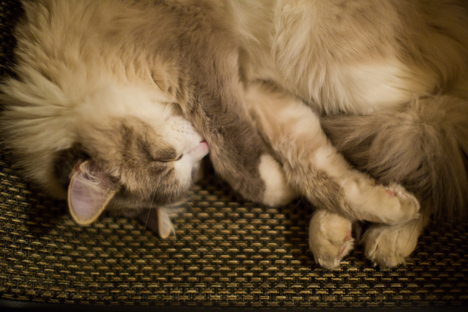 спать: Котик спит без задних ног. 