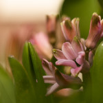 dutch hyacinth