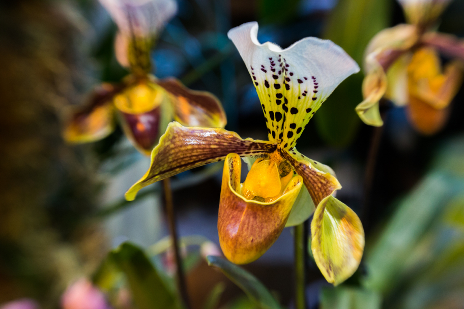 орхидея: 