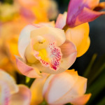 жёлтая орхидея