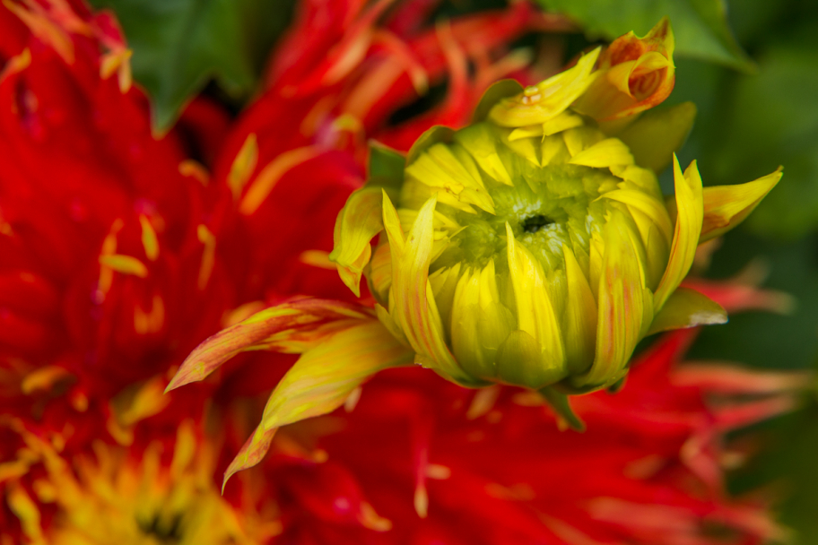 цветы и бутоны георгина: Цветок и бутон красно-желтого георгина.
