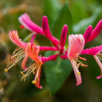 цветок каприфоли