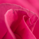 кусочек розового
