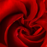 сердце красной розы