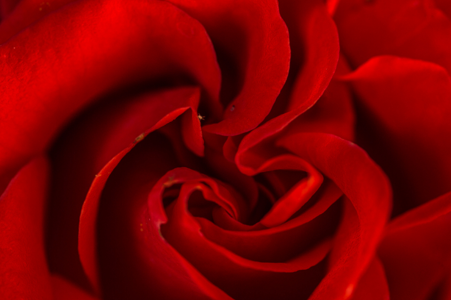 сердце красной розы: Макроснимок цветка красной розы. Если приглядеться, на одном из лепестков видна какая-то крохотная козявка.