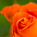 апельсиновая роза