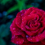 красная роза с каплями росы