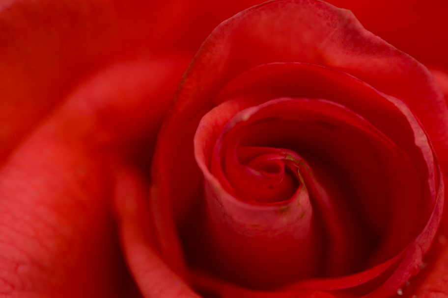 красная роза: 