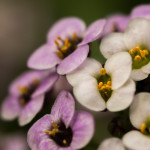 цветы алиссума