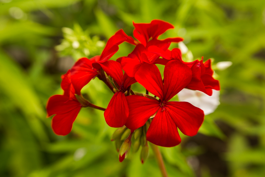 красная герань: Цветы красной герани