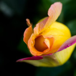 желто-розовая роза