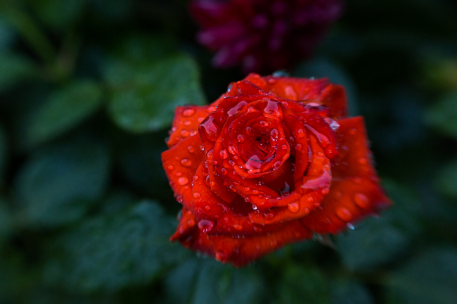 красная роза в росе: 