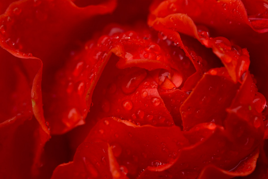 красная роза: Макрофото красной розы, покрытой капельками дождя