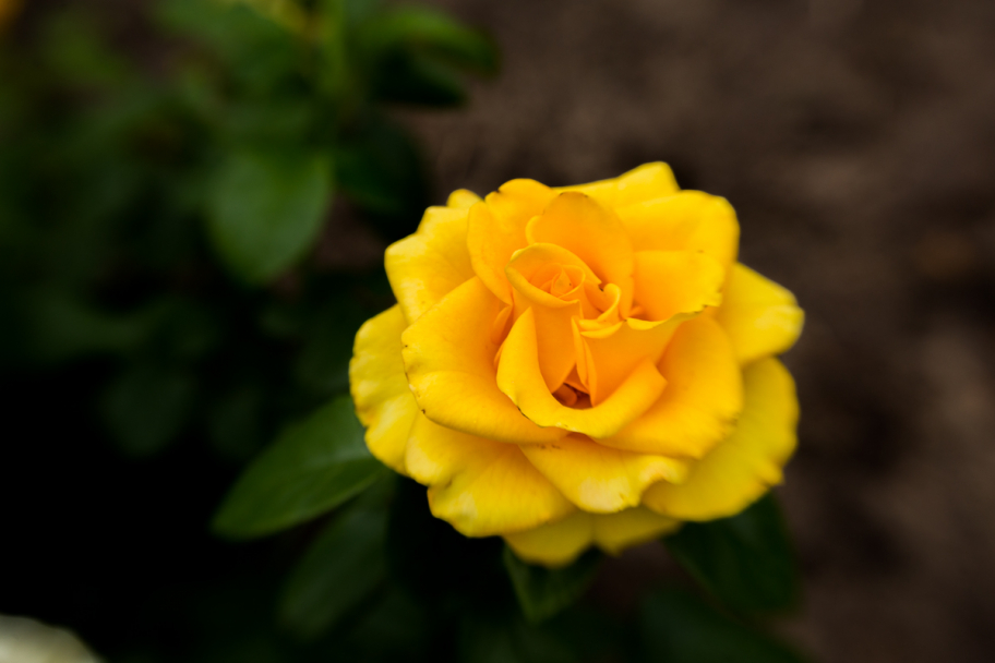 жёлтая роза: Желтая роза, растущая где-то на клумбе в Ярославле.