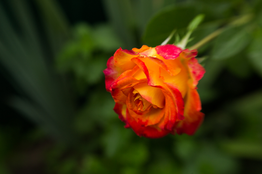 красно-жёлтая роза: 
