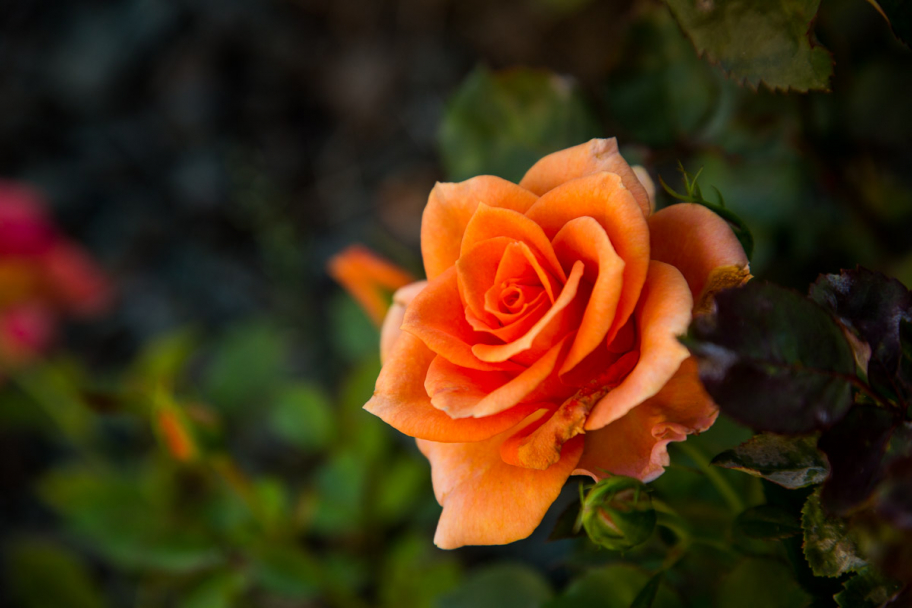 апельсиновая роза: 