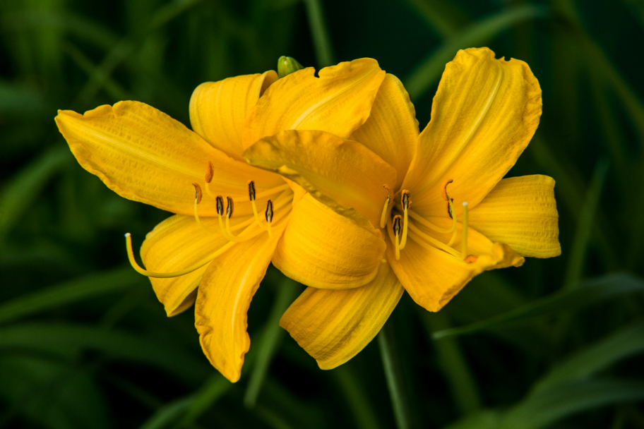 желтый лилейник: Цветы жёлтого лилейника