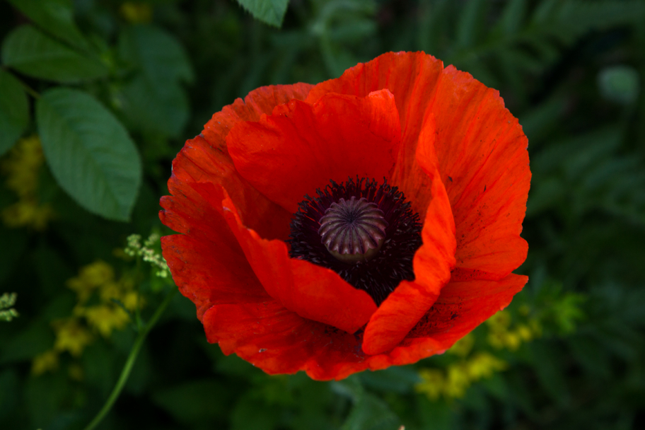 цветок красного мака: Цветок красного мака в самом расцвете