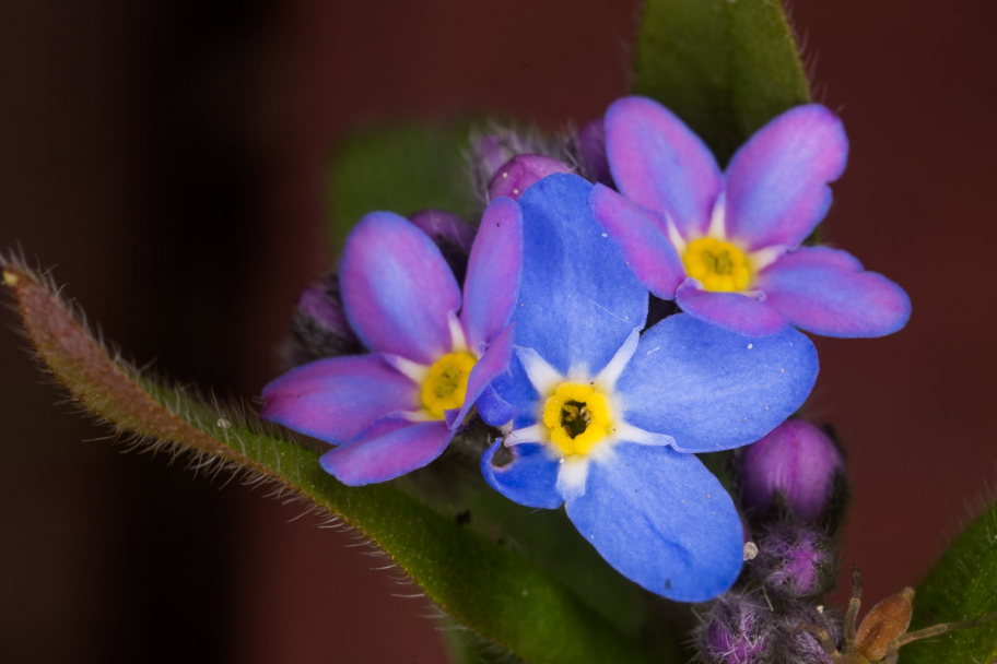 сине-фиолетовая незабудка: Очень мелкие цветочки незабудки. Масштаб 3:1, съемка со вспышкой