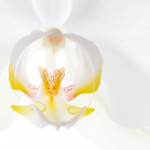 сердце орхидеи