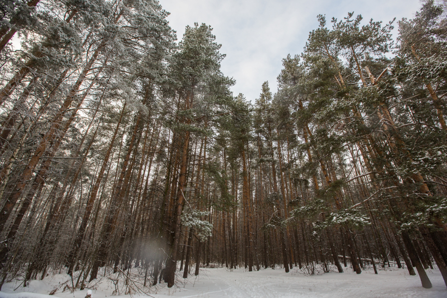 зимний лес: Зимний лес в России