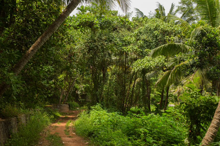 джунгли: Маленький кусочек дикой природы посреди города. Варкала, Керала, Индия.